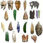 Wizkids Dungeons And Dragons Teeth Of Dahlvernar Bitesized Artifact 20 Creature Teeth D&D WZK96122