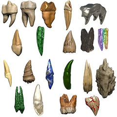Wizkids Dungeons And Dragons Teeth Of Dahlvernar Bitesized Artifact 20 Creature Teeth D&D WZK96122