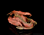 Dungeons & Dragons: Replicas of the Realms Pseudodragon Life Sized Figure WZK68507