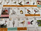 WINGSPAN: FAN ART CARDS