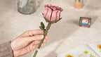 Robotime Rowood Pink Rose DIY 3D Wooden Puzzle Adjustable Stem Floral Art RT-TW041